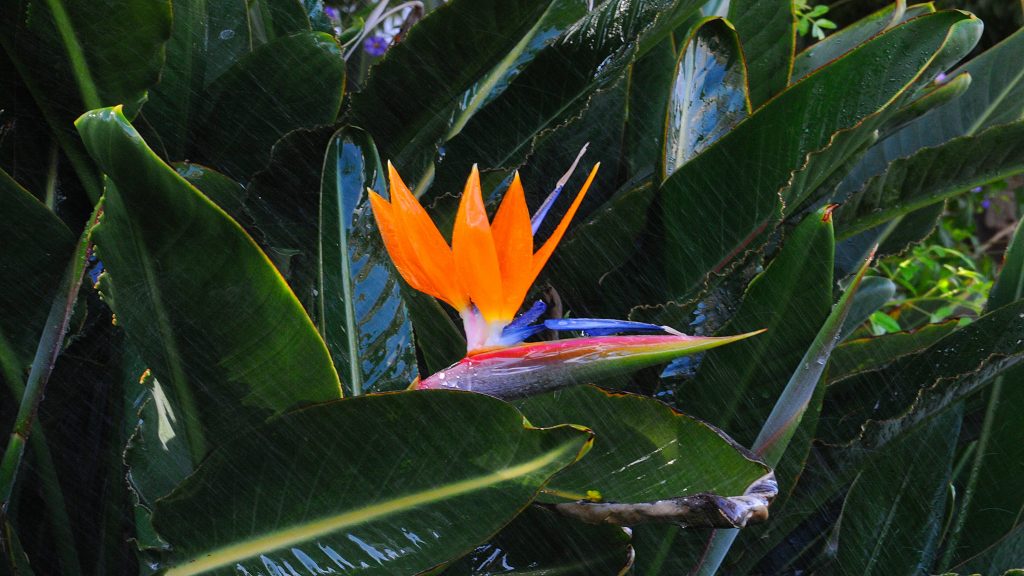 esterlicia-moganvideo