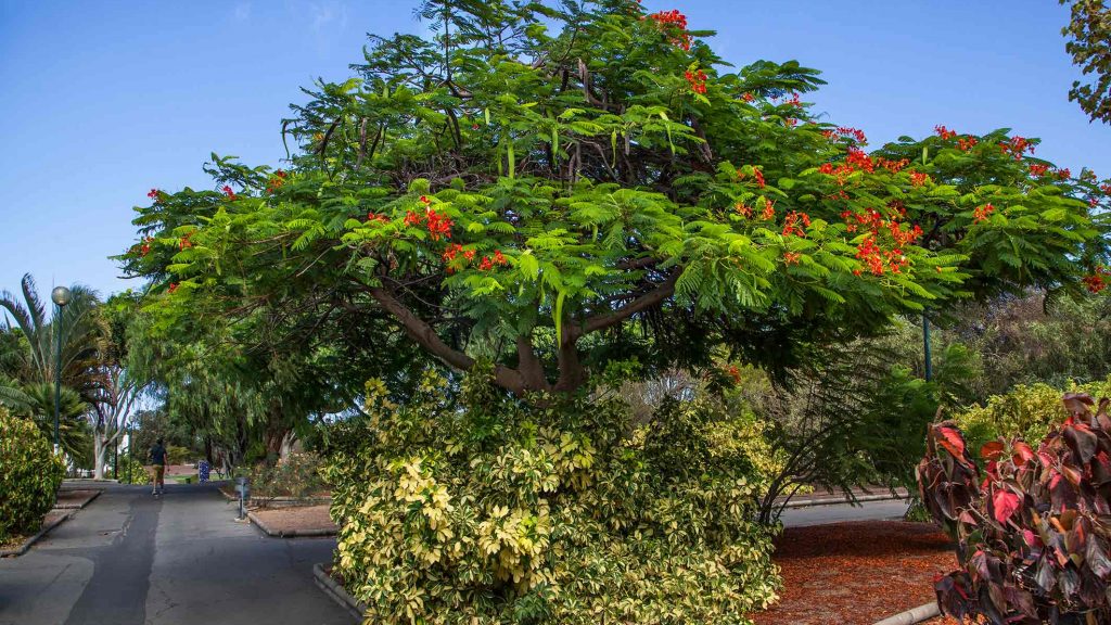 TELDE-IMG_0753Rcorreo