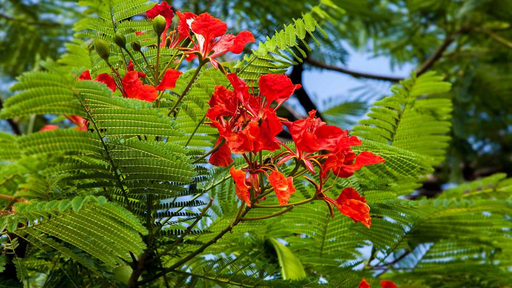 TELDE-IMG_0761Rcorreo