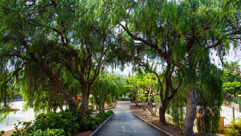 TELDE-IMG_0791Rcorreo