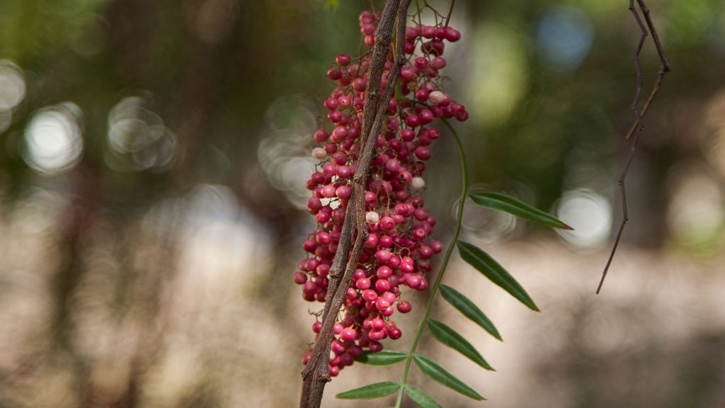 TELDE-IMG_0820Rcorreo